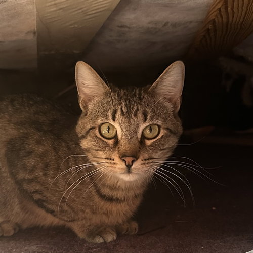 picture of the cat needing adoption