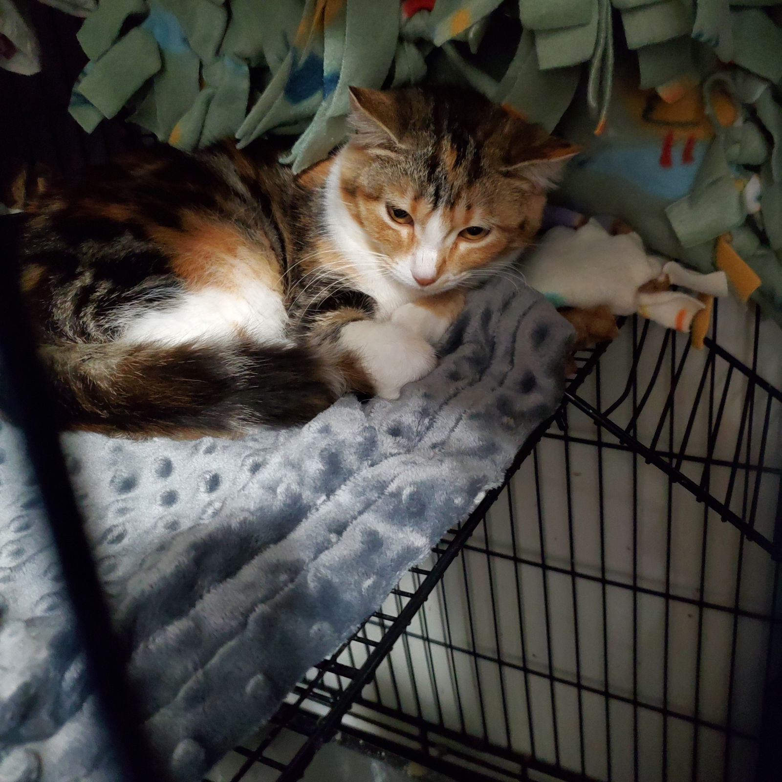 Willow  Domestic Short Hair (short coat) Female