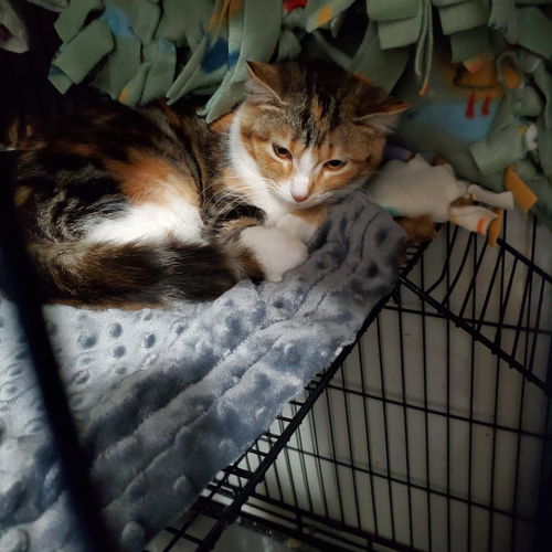 Willow