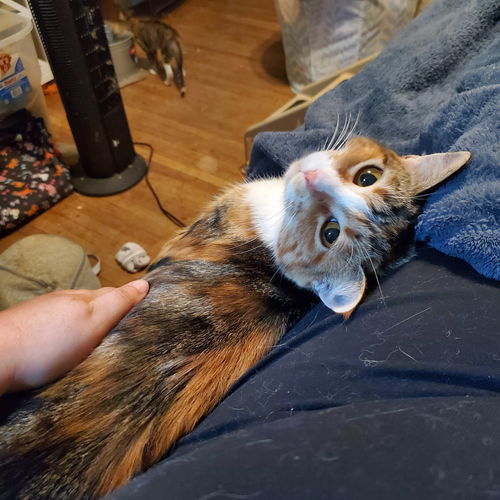 Willow