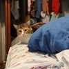 Willow