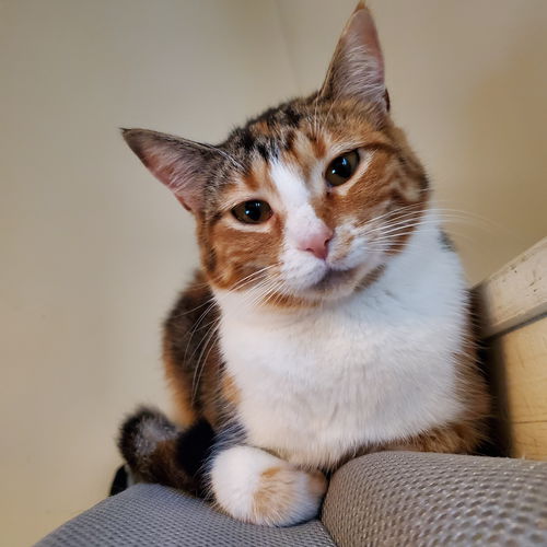 Willow