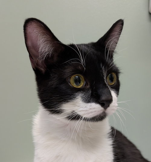 picture of the cat needing adoption