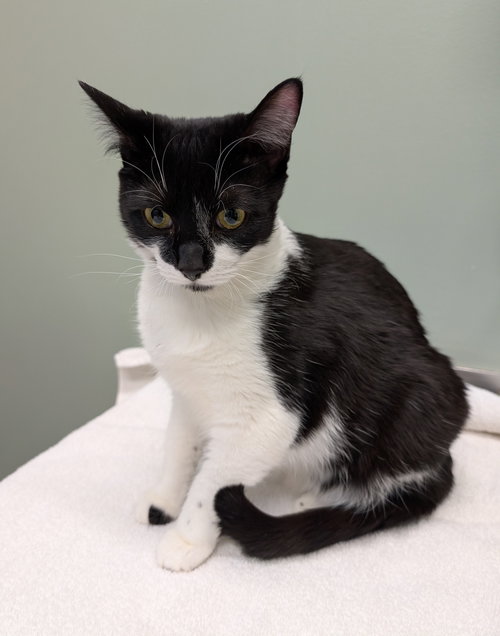 LEMON SQUEEZY - Domestic Short Hair available for adoption