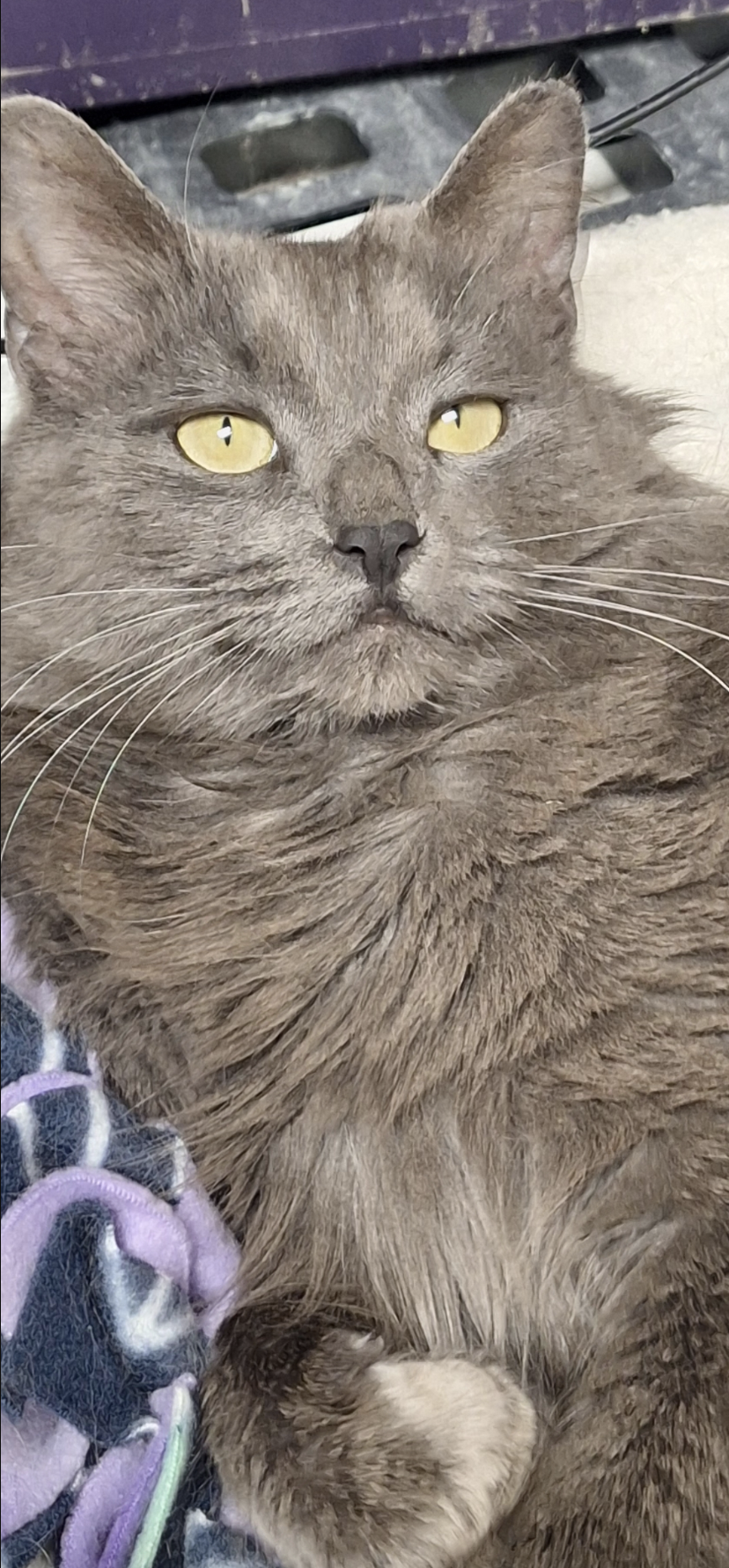 Grayson  Domestic Short Hair (long coat) Male