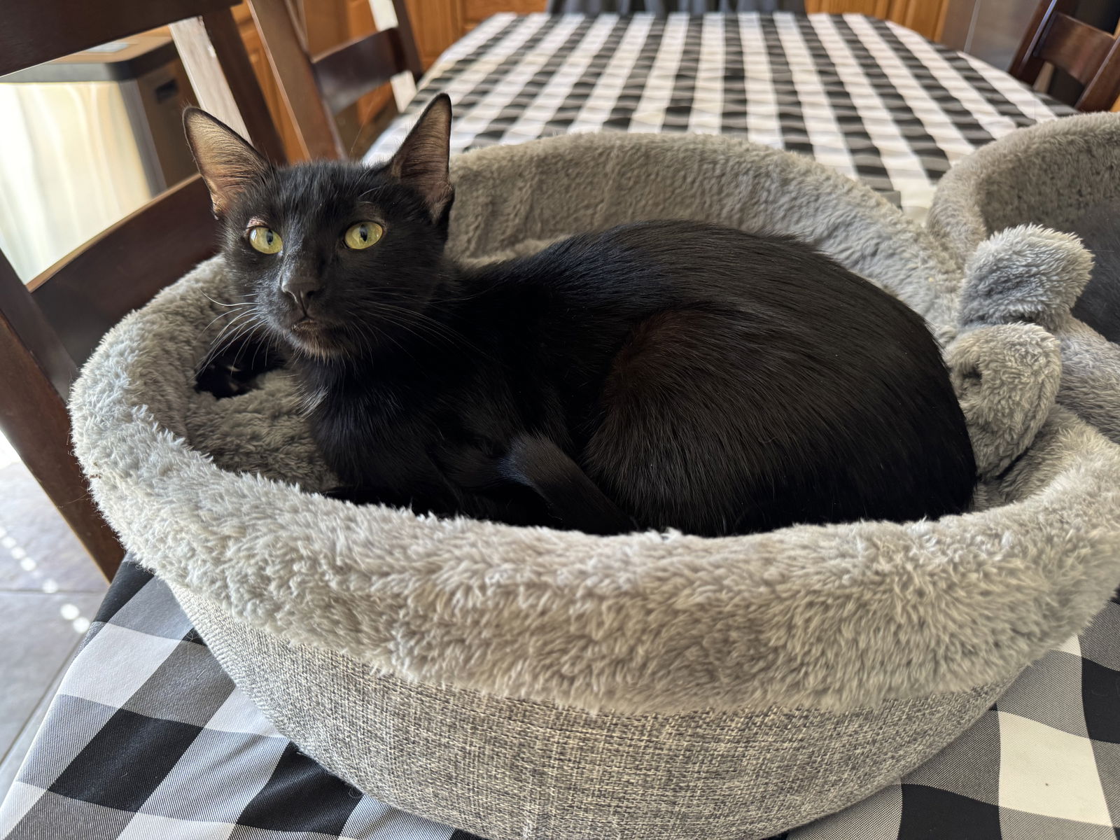 Joan Jett  Domestic Short Hair (short coat) Female