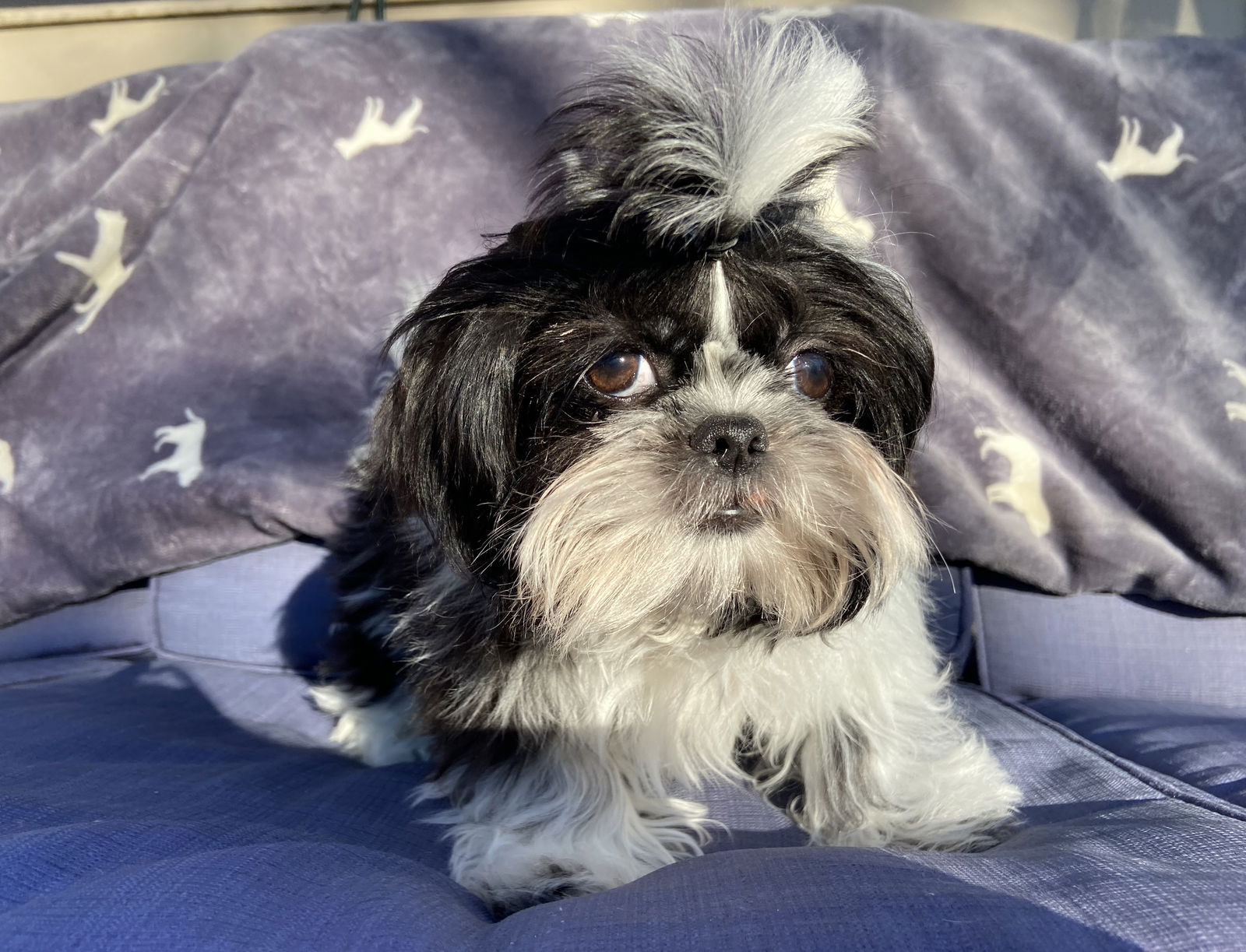 Deigh Small Shih Tzu (long coat) Male