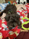 Bailey