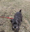Bailey