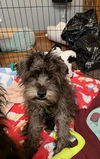 Bailey