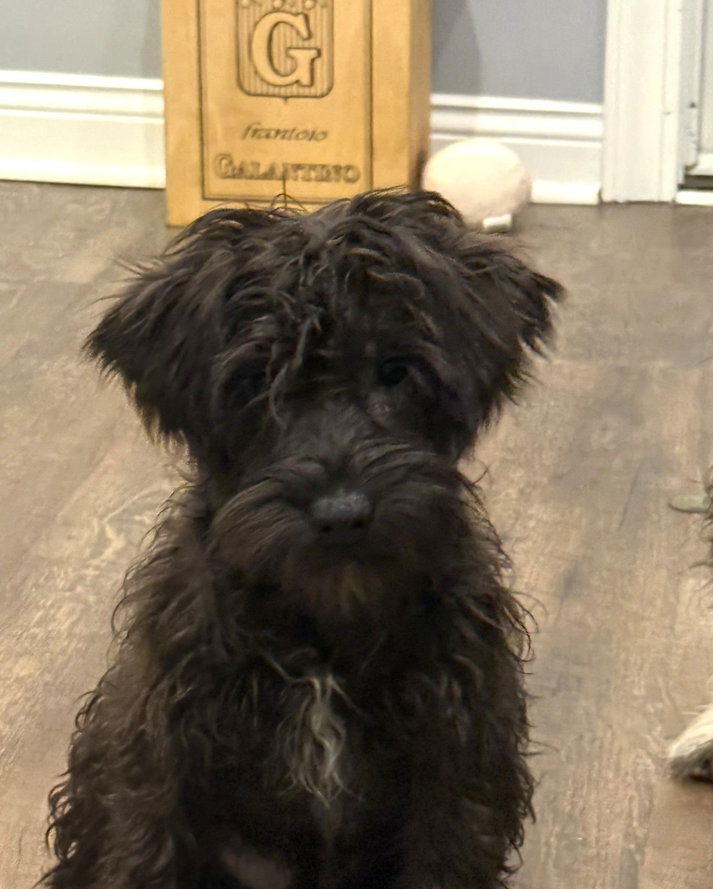 Stitch Small Schnauzer (medium coat) Male