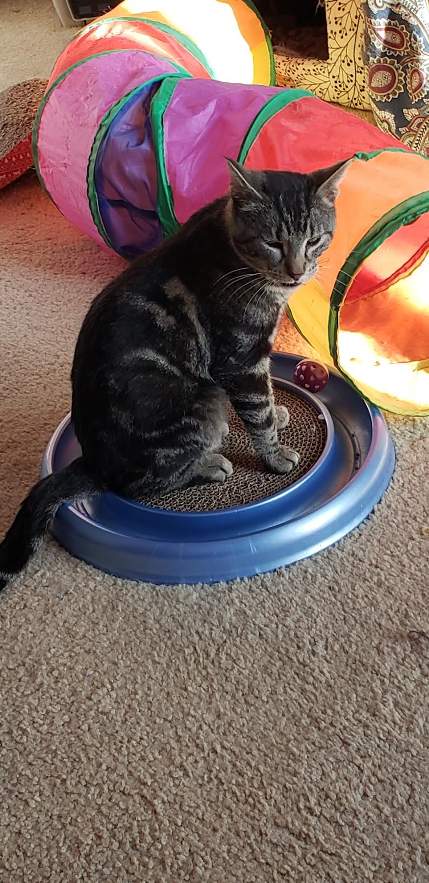 Michael  Domestic Short Hair (short coat) Male