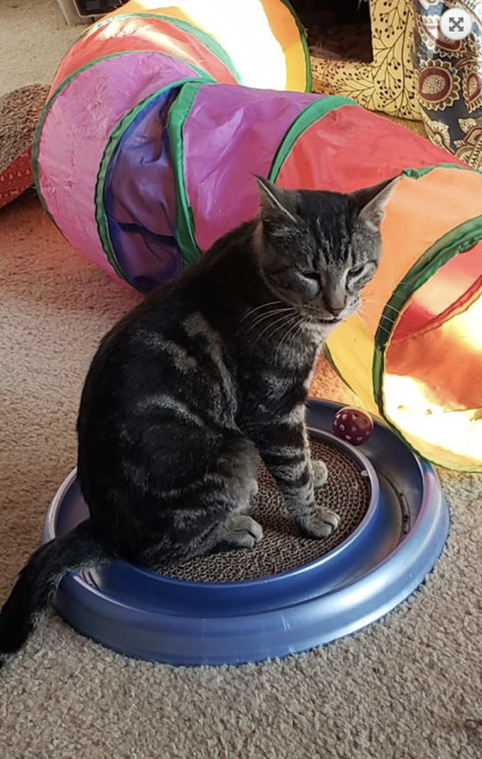 Michael  Domestic Short Hair (short coat) Male