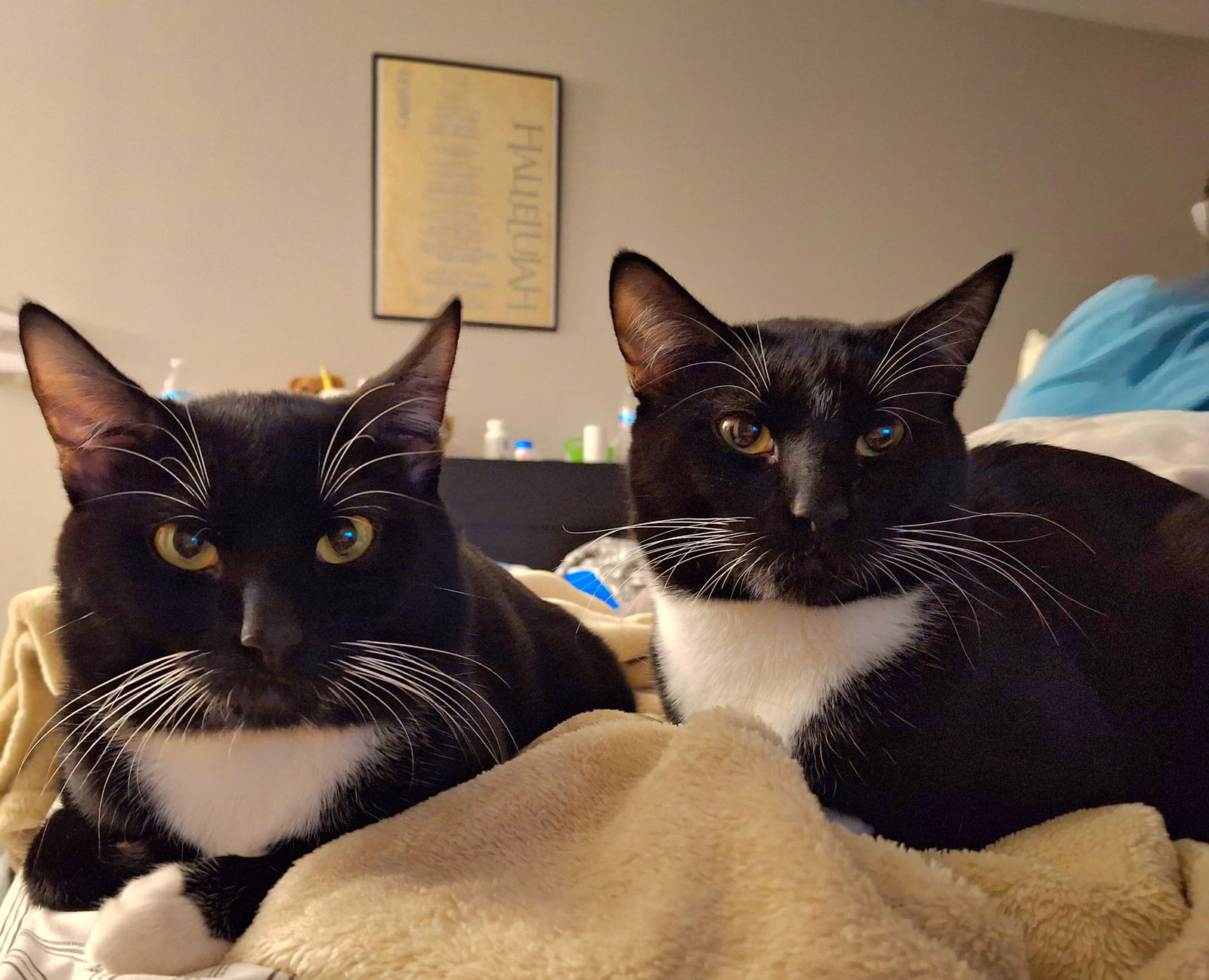 Levi and Eli (bonded brothers)  Domestic Short Hair (short coat) Male