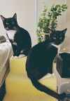Levi and Eli (bonded brothers)