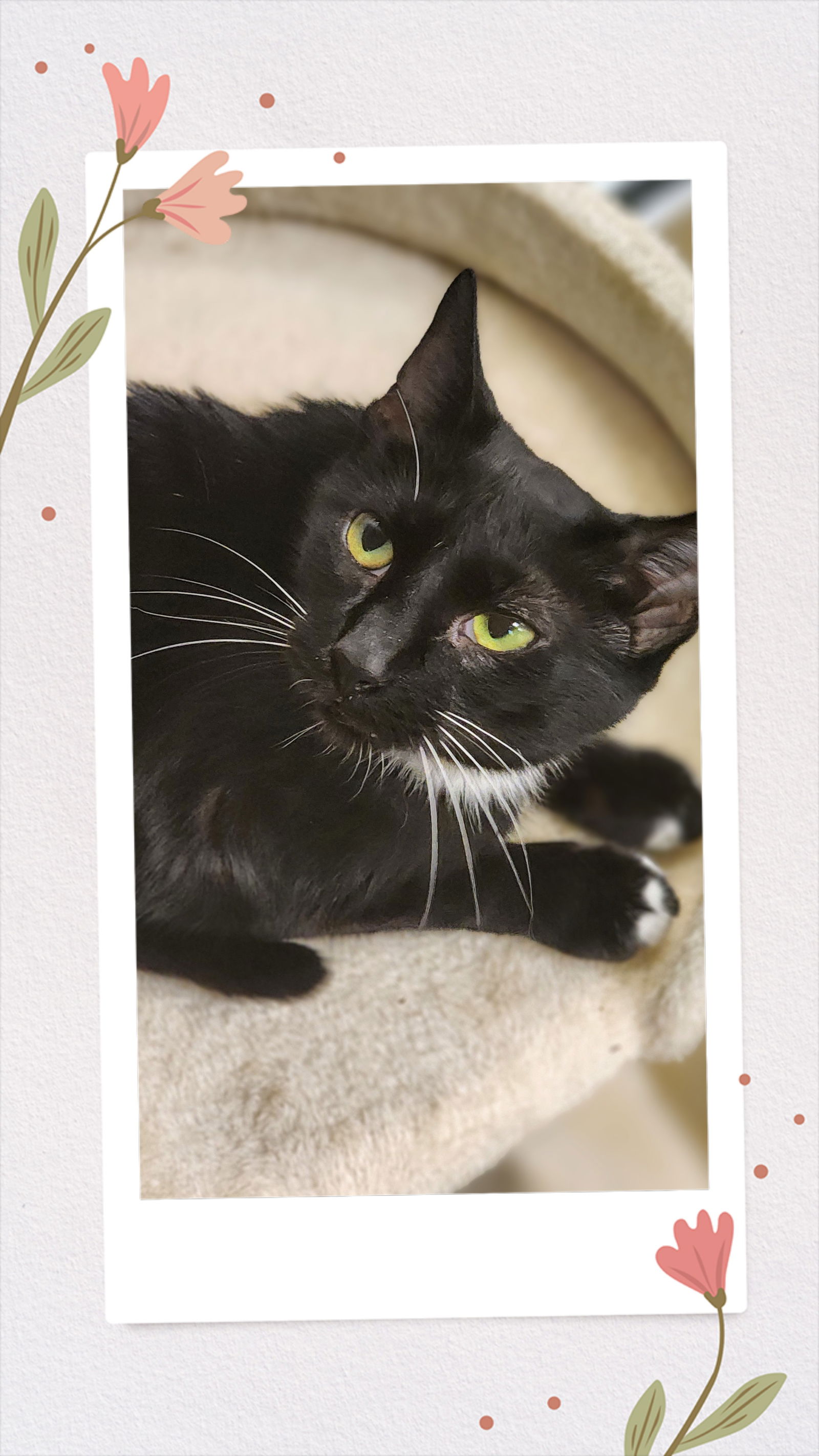 River  Domestic Short Hair (short coat) Female