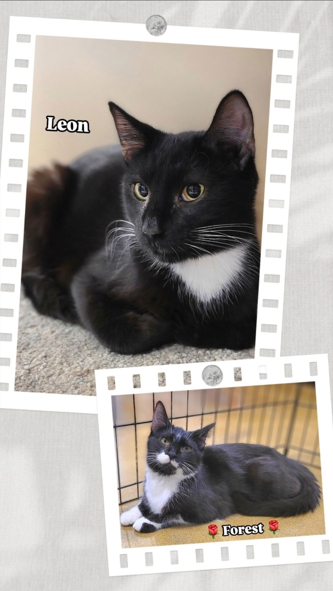 Forest & Leon (bonded pair)  Domestic Short Hair (short coat) Female