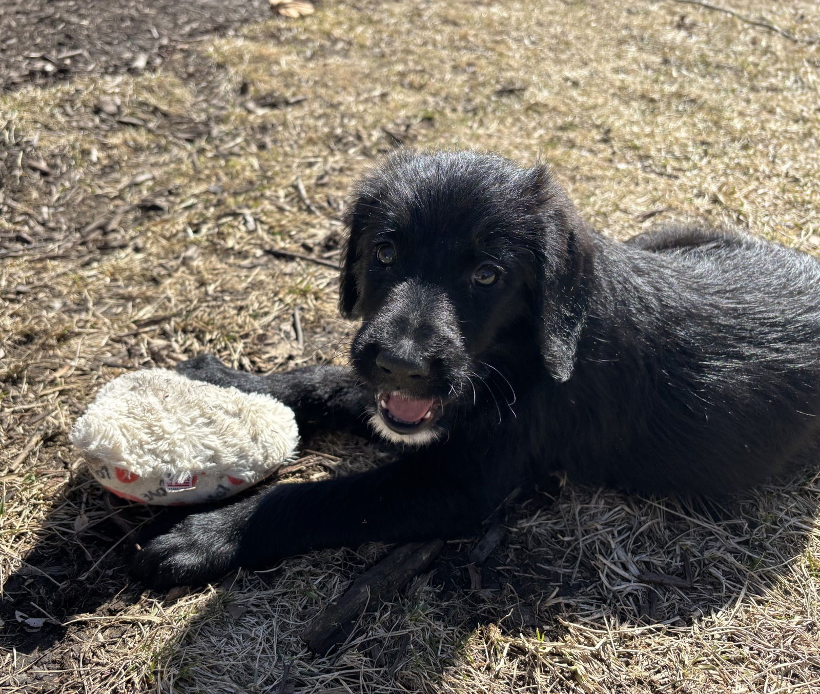 Bella Large Great Pyrenees / Poodle (unknown type) / Mixed (medium coat) Female