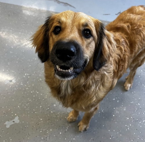 picture of the dog needing adoption