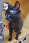 Nyxie
