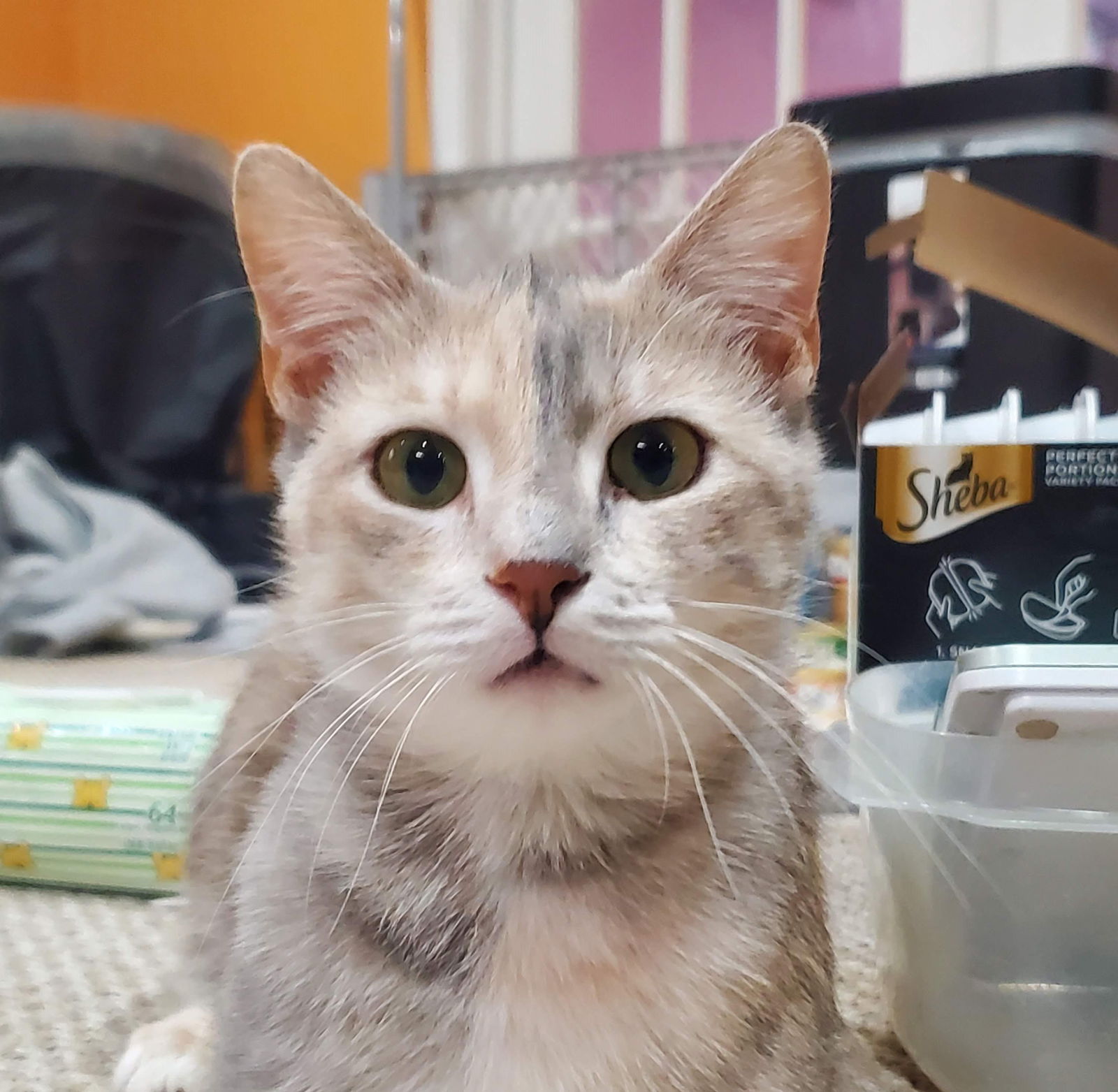 Girl Friday & Sidekick (*bonded pair)  Domestic Short Hair (short coat) Female