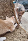 Girl Friday & Sidekick (*bonded pair)