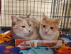 Girl Friday & Sidekick (*bonded pair) - Photo 1