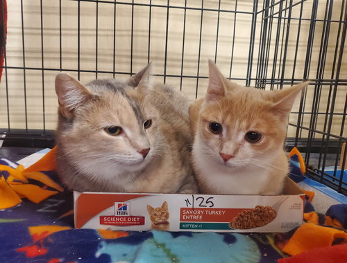 picture of the cat needing adoption