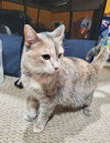 Girl Friday & Sidekick (*bonded pair) - Photo 2