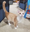 Girl Friday & Sidekick (*bonded pair) - Photo 7