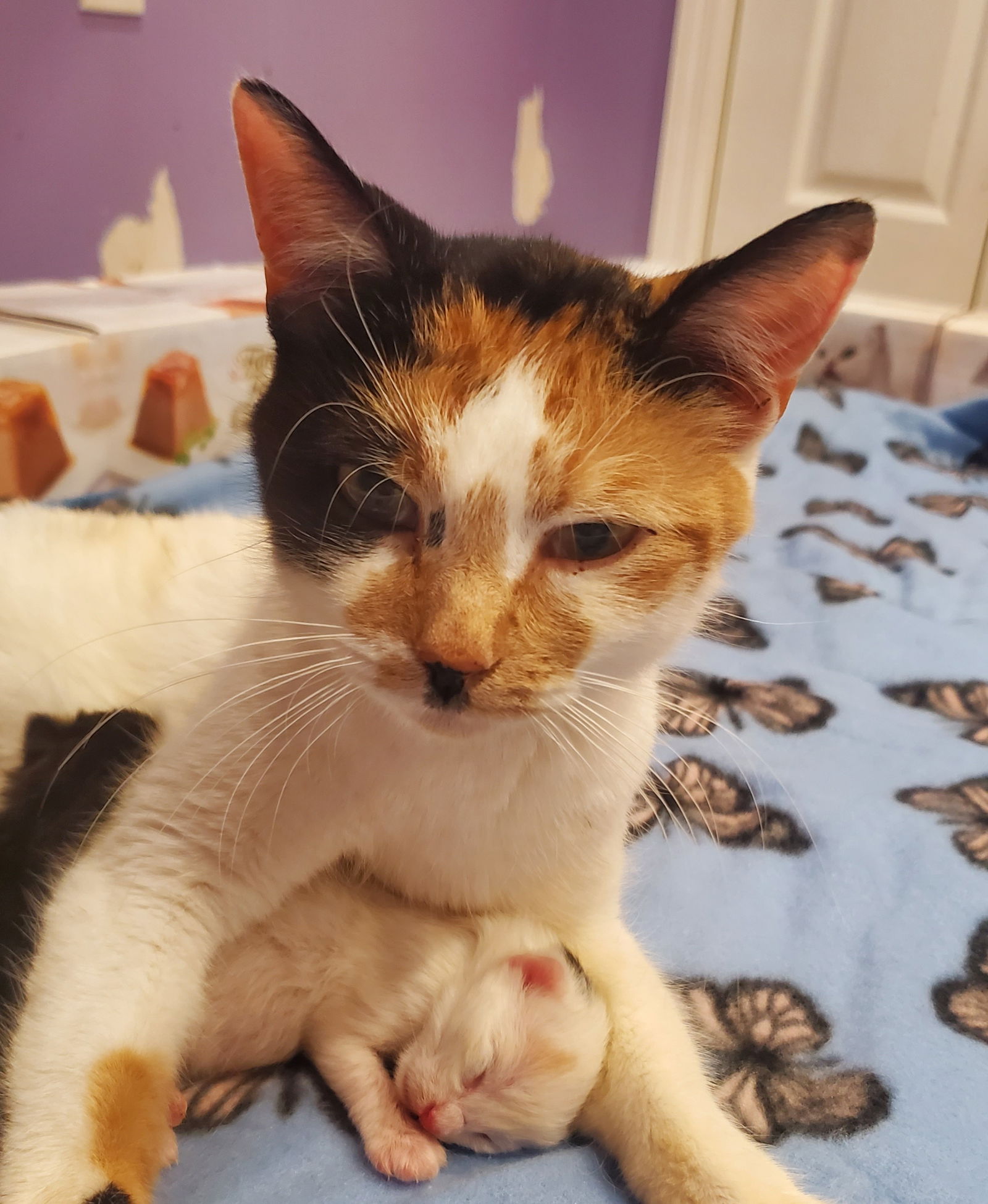 Moonpie  Domestic Short Hair / Calico (short coat) Female