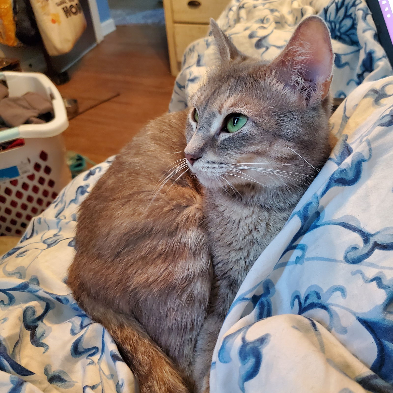 Daenerys  Domestic Short Hair (short coat) Female