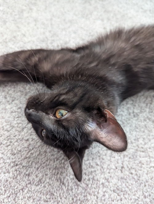 Zelda