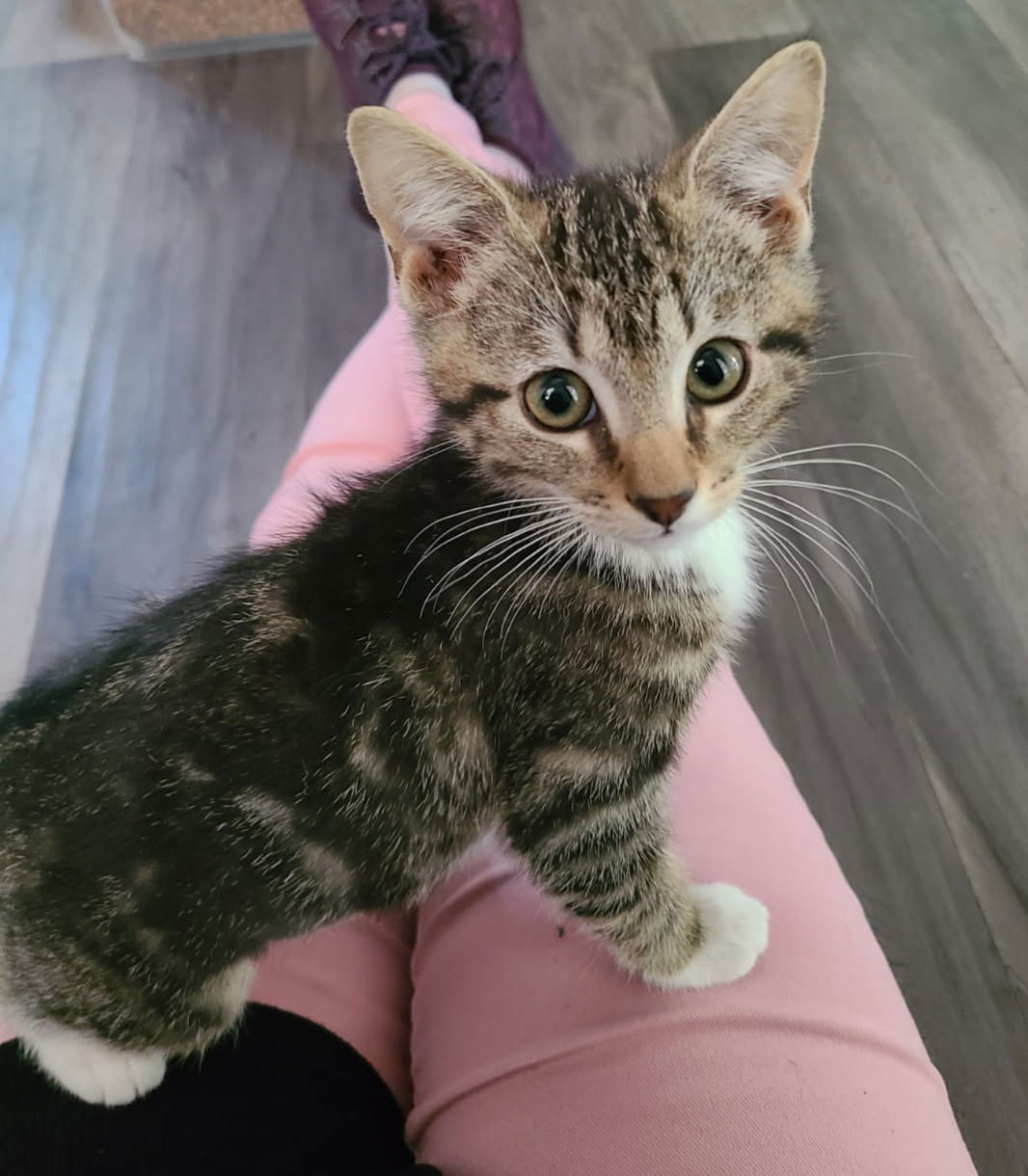 Indigo  Domestic Short Hair / Tabby (short coat) Female