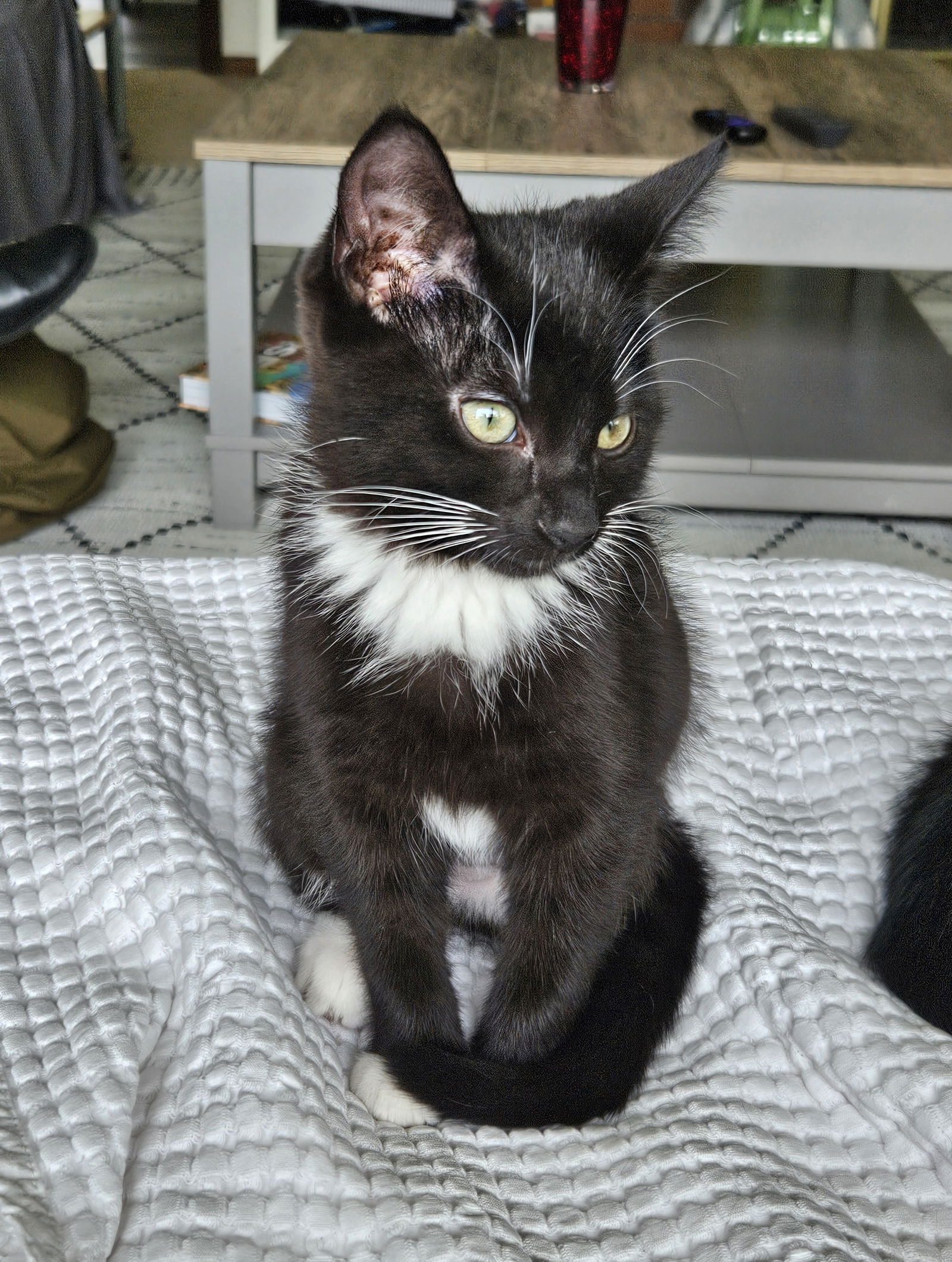 Millie  Domestic Short Hair / Tuxedo (short coat) Female