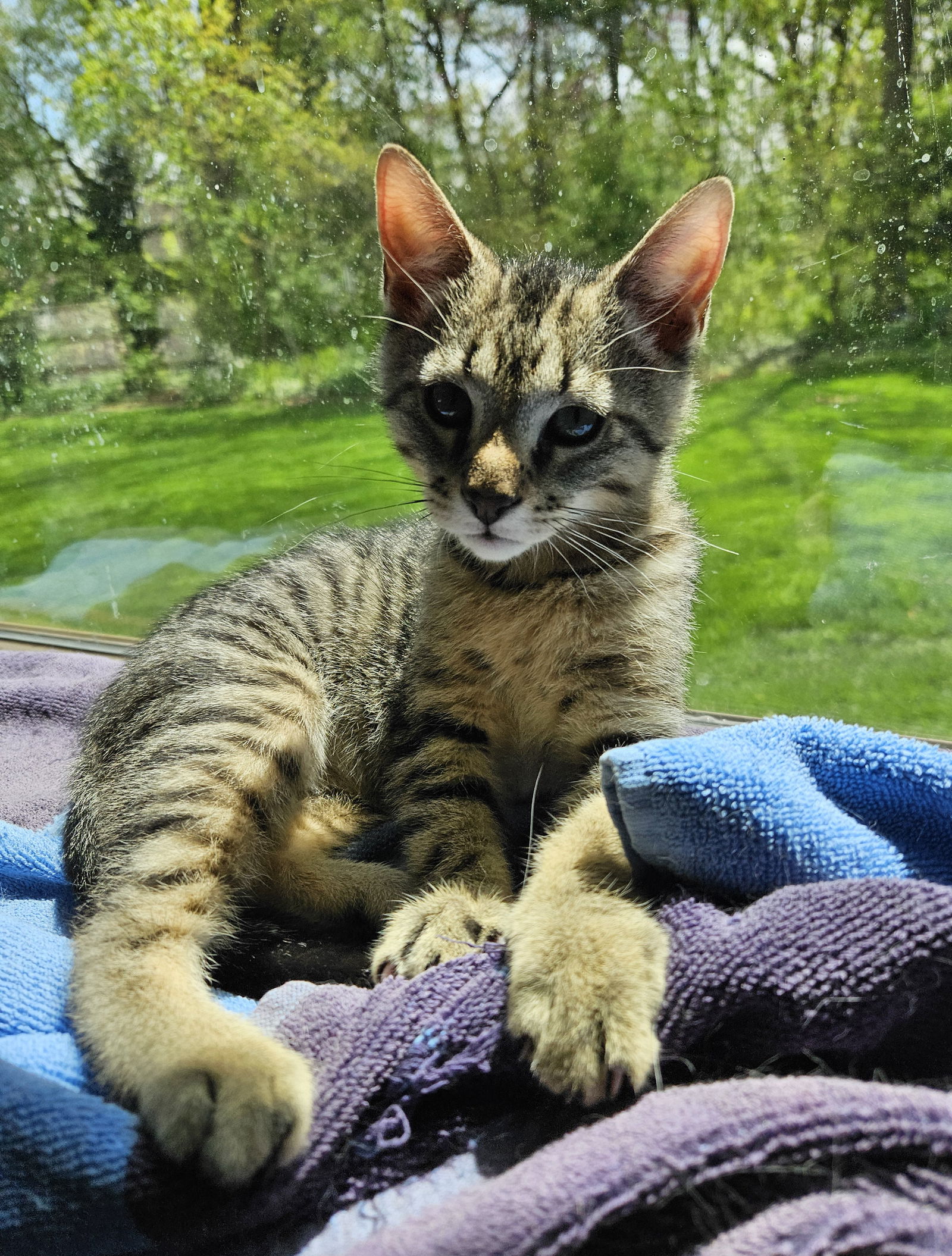 Silas  Domestic Short Hair (short coat) Male