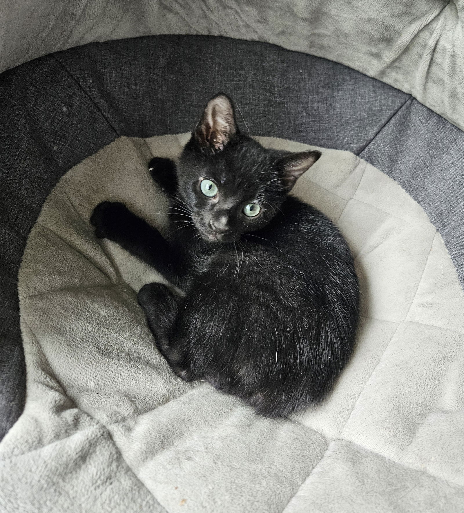 Jasper  Domestic Short Hair (short coat) Male