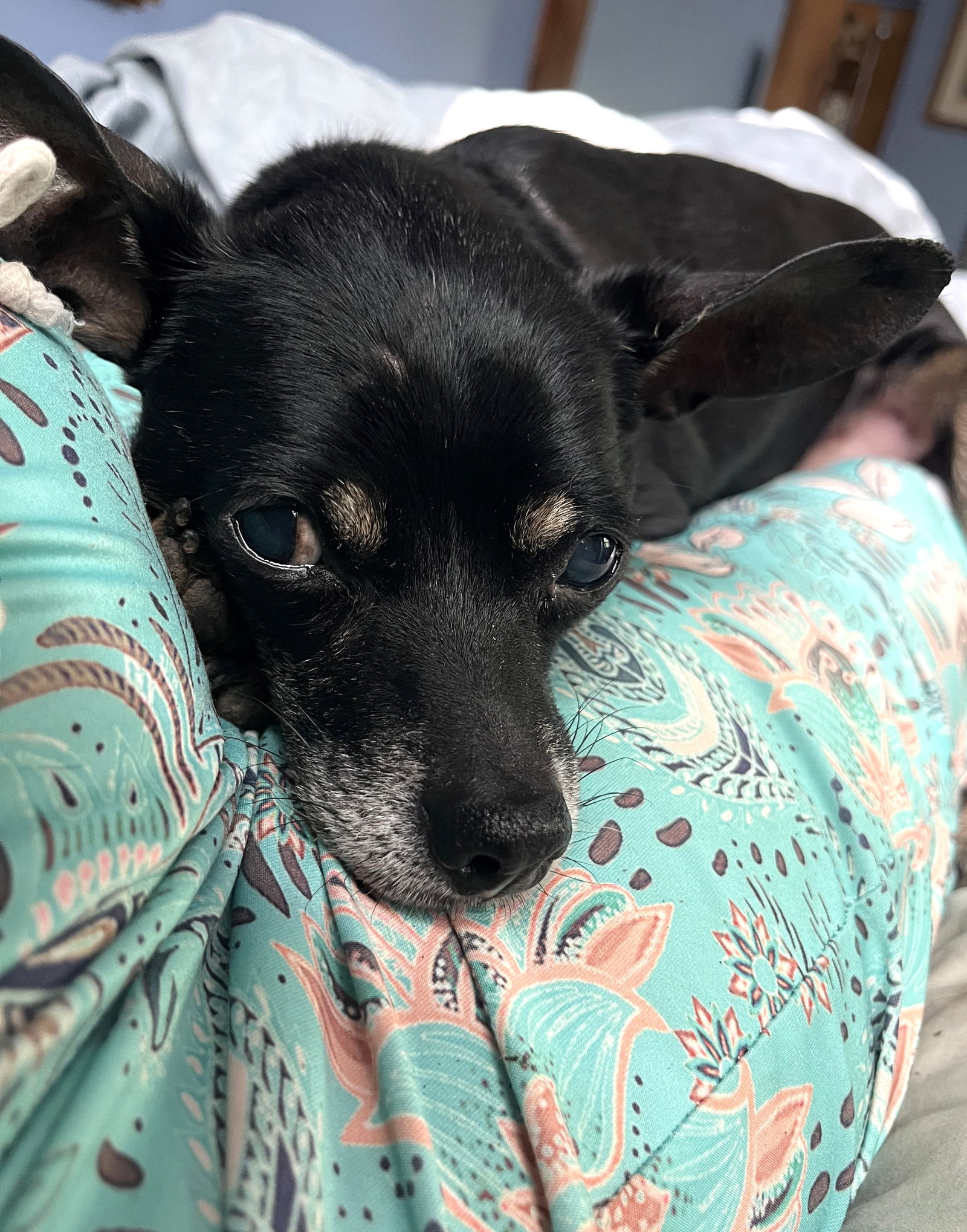 Black Jack Small Chihuahua / Mixed (short coat) Male
