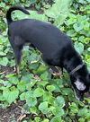 Black Jack