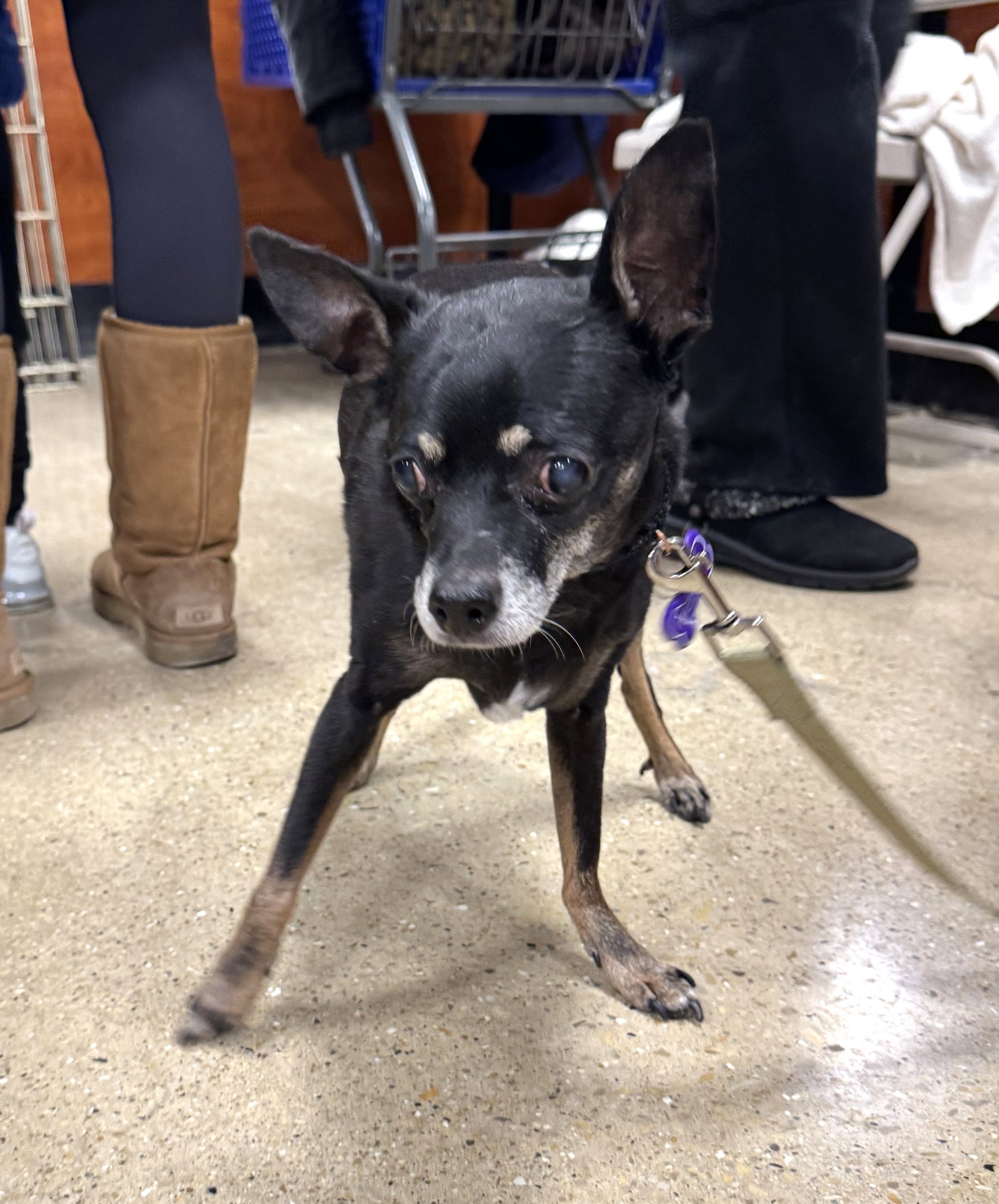 Black Jack Small Chihuahua / Mixed (short coat) Male