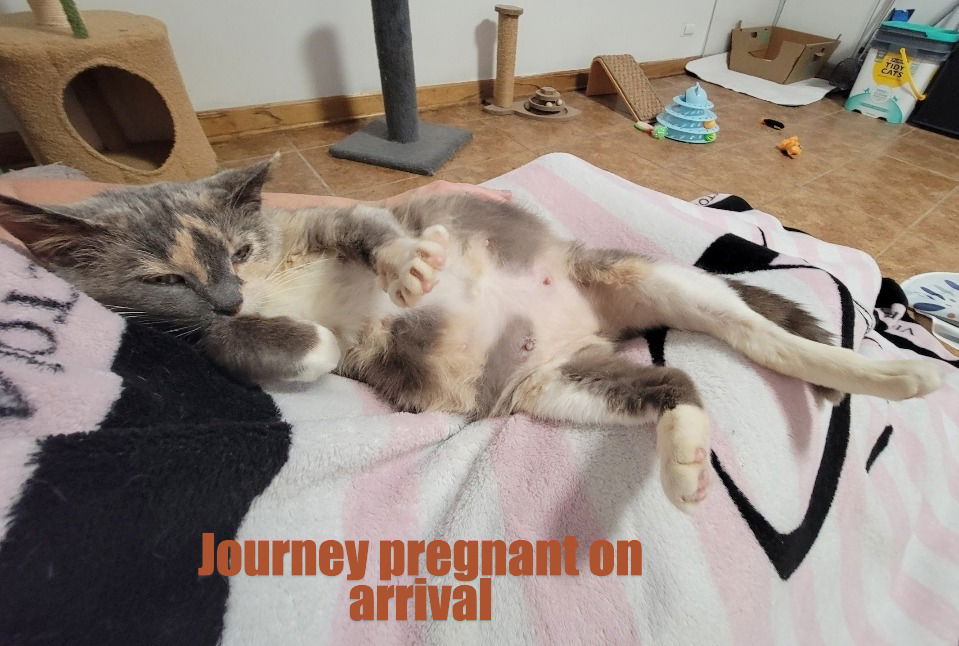 Journey  Domestic Short Hair (short coat) Female