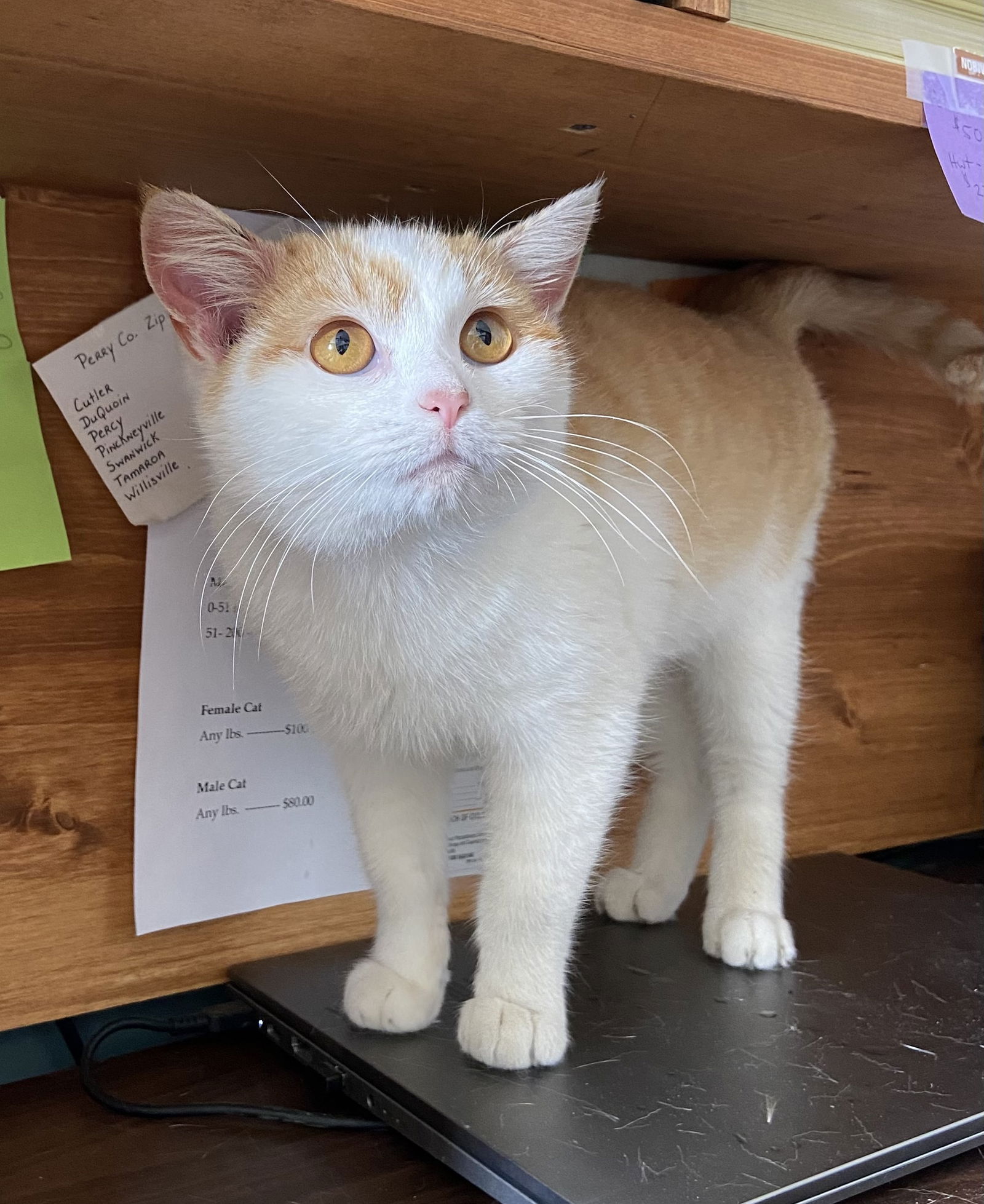 Fiddle  Domestic Short Hair (short coat) Male