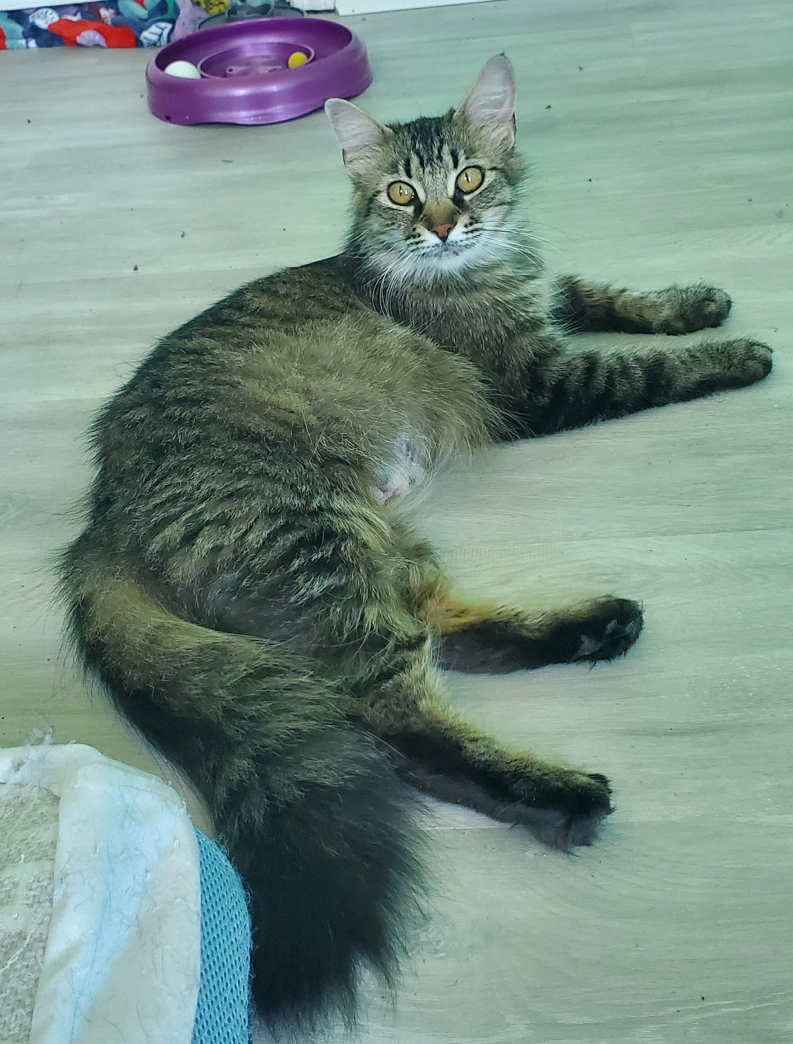 Wildfire  Domestic Short Hair (long coat) Female