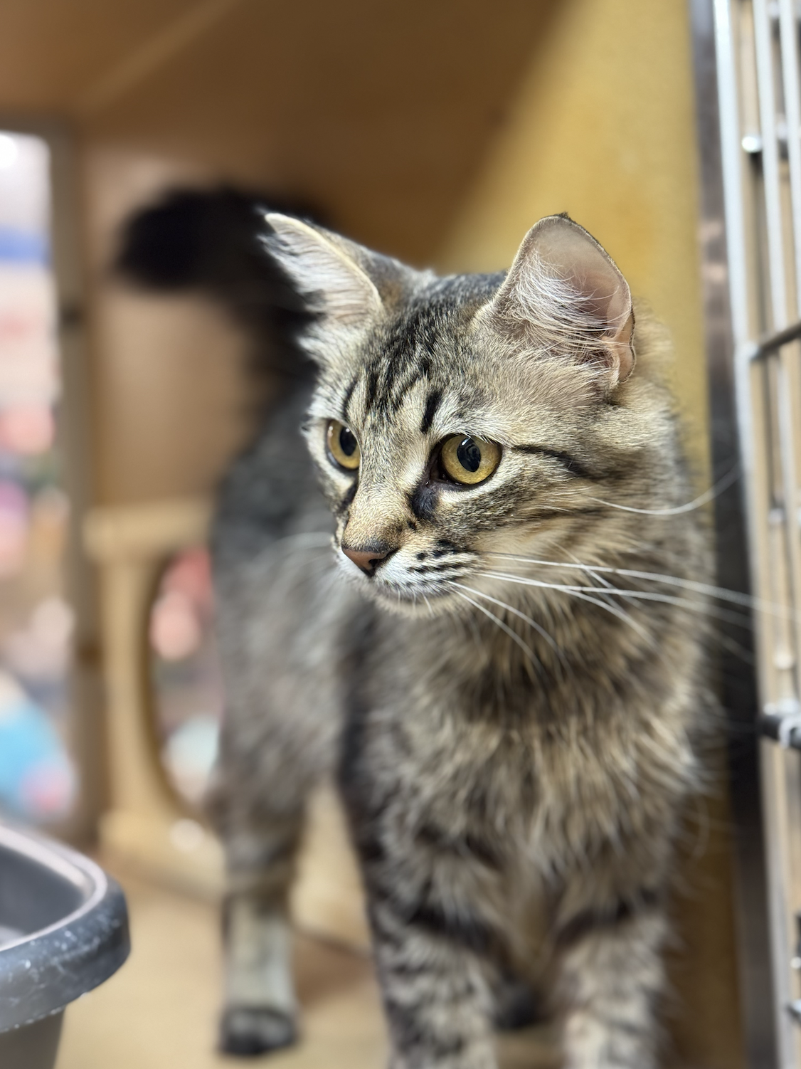 Wildfire  Domestic Short Hair (long coat) Female