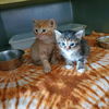 Singer and Swatch (bonded pair)