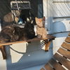 Singer and Swatch (bonded pair)