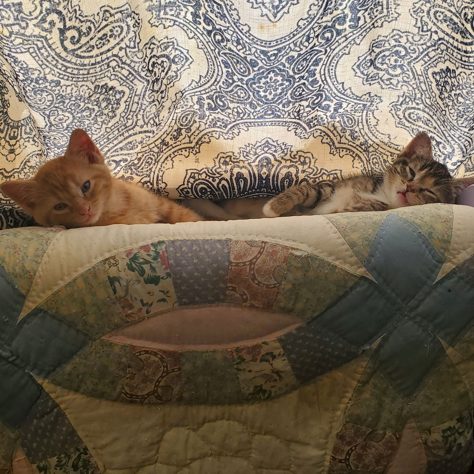 Singer and Swatch  Domestic Short Hair (medium coat) Male
