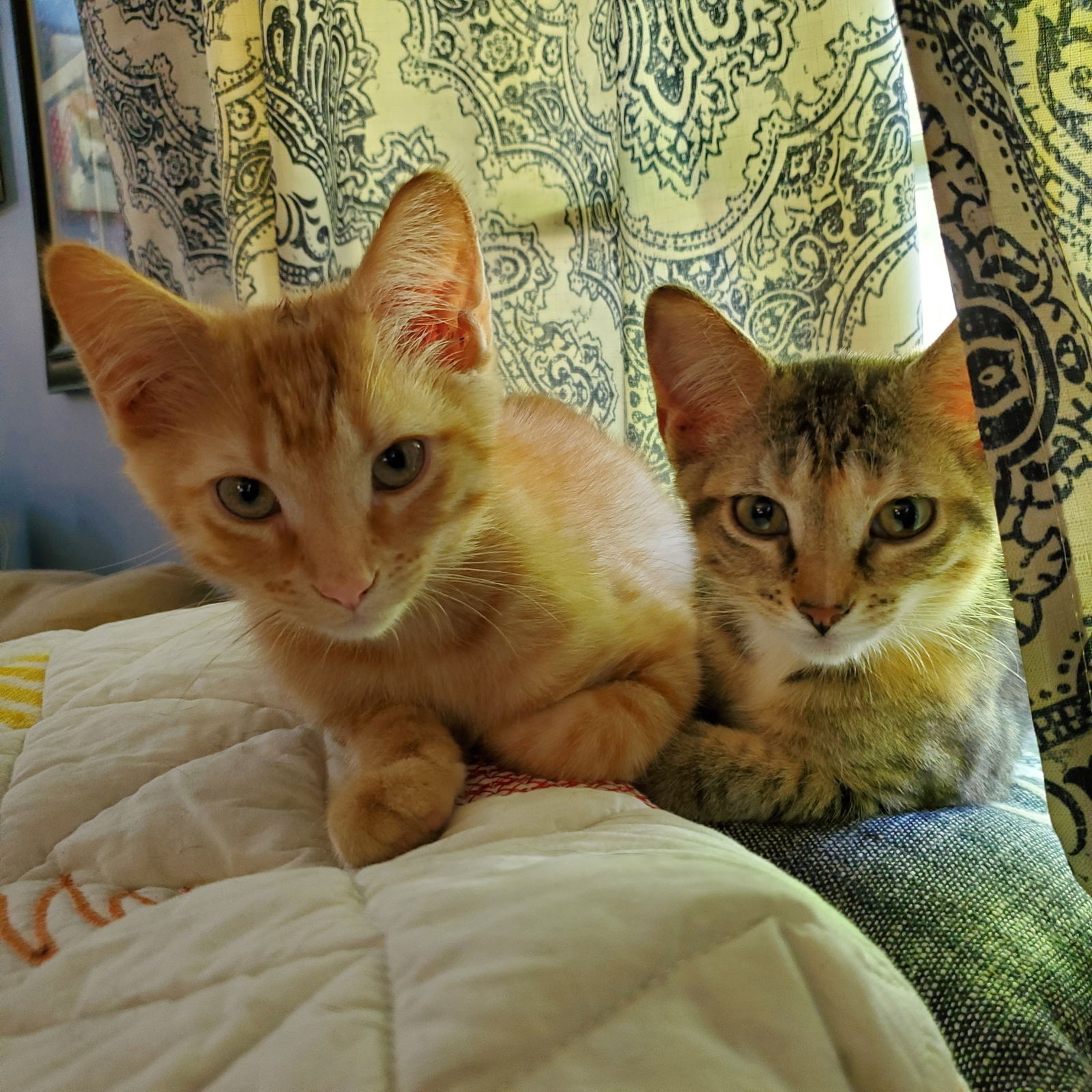 Singer and Swatch (bonded pair)  Domestic Short Hair (medium coat) Male