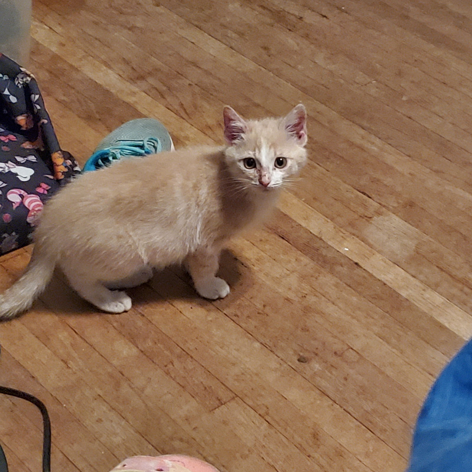 Thimble  Domestic Short Hair Male