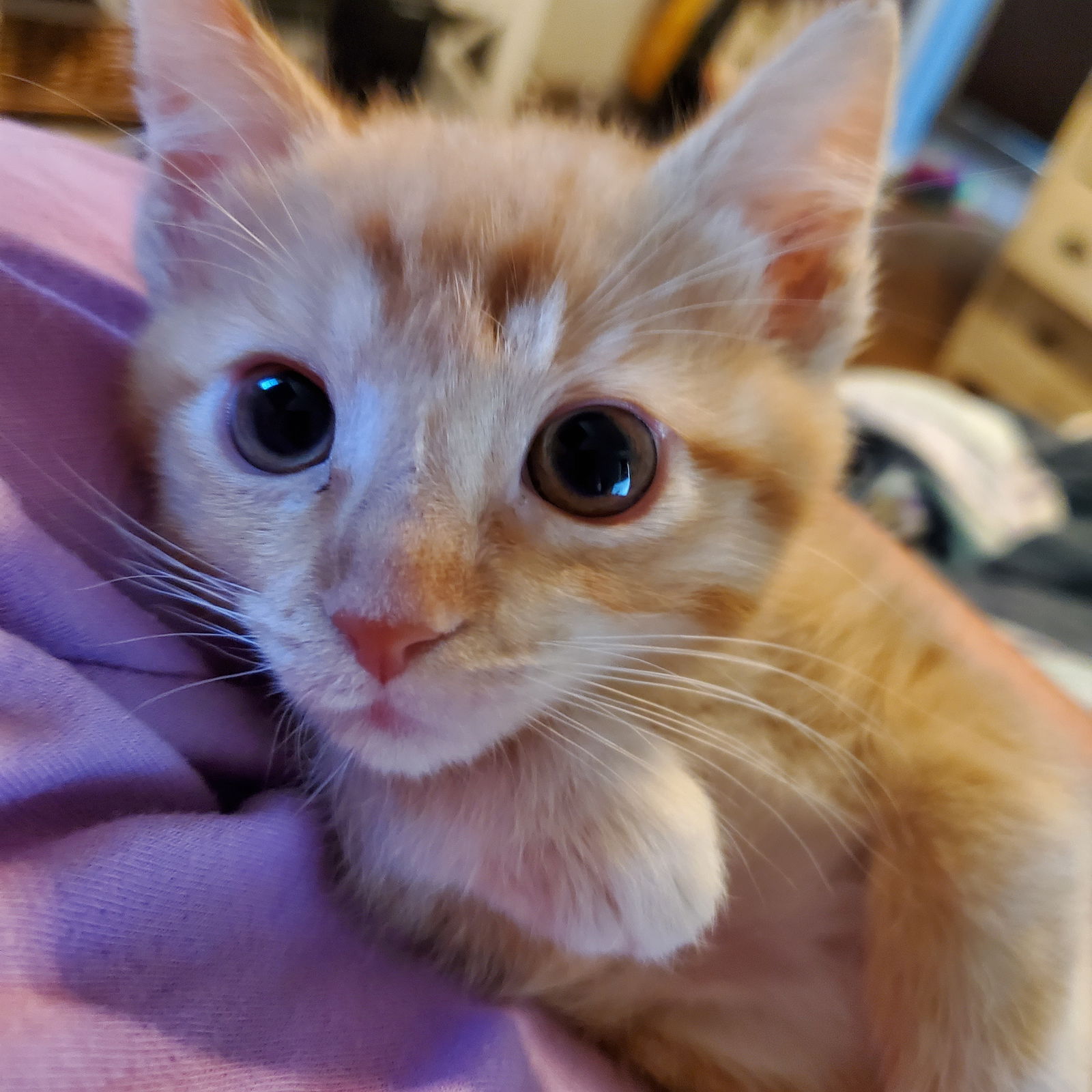 Bobbin  Domestic Short Hair Female